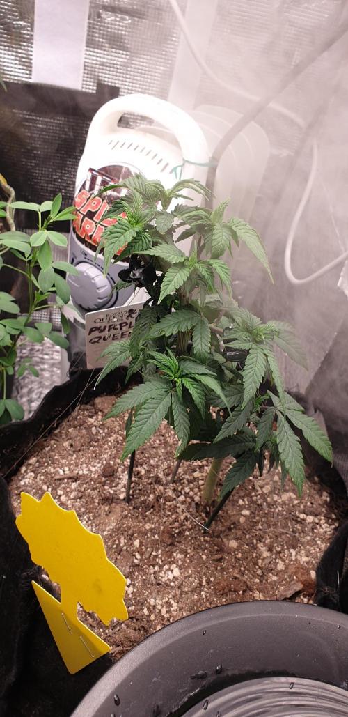 Some autos with photoperiod. Week 8