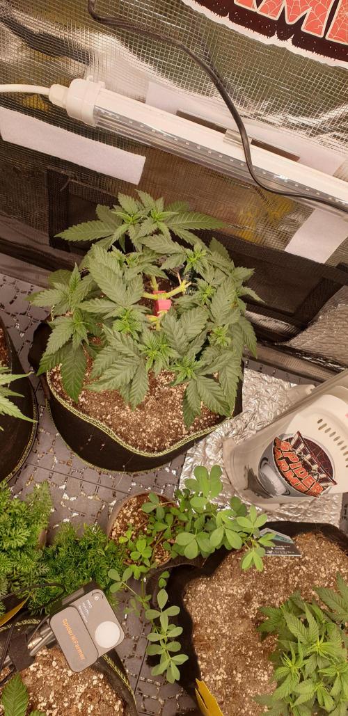 Some autos with photoperiod. Week 8