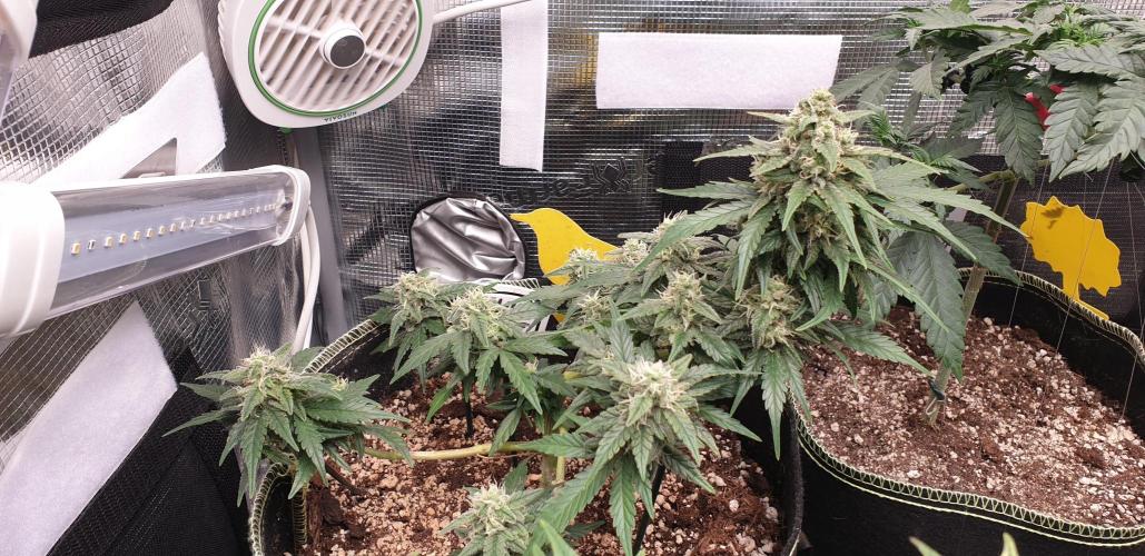 Some autos with photoperiod. Week 8