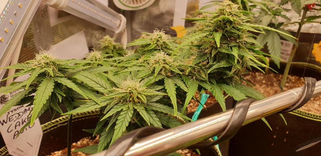 Some autos with photoperiod. Week 8