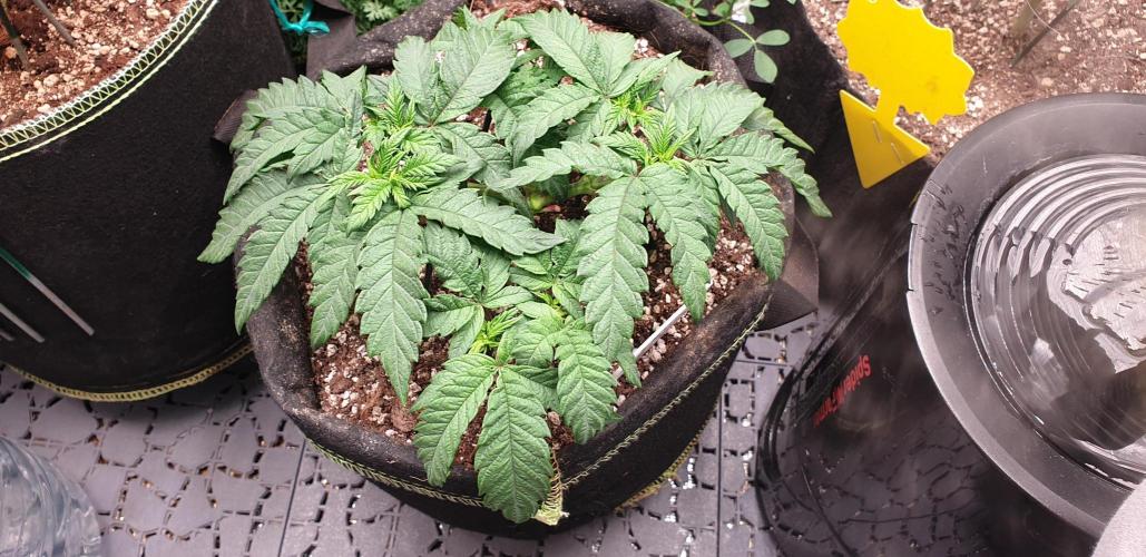 Some autos with photoperiod. Week 8