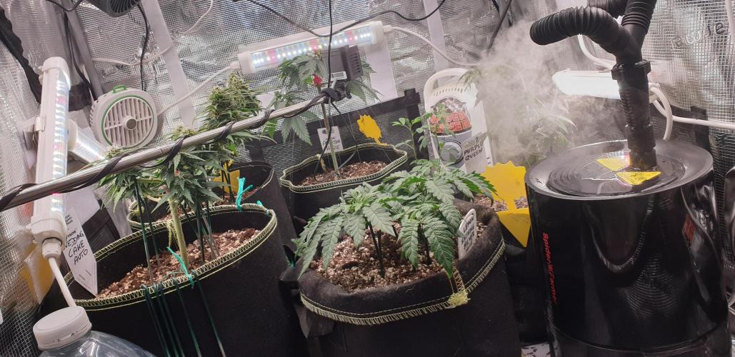 Some autos with photoperiod. Week 8