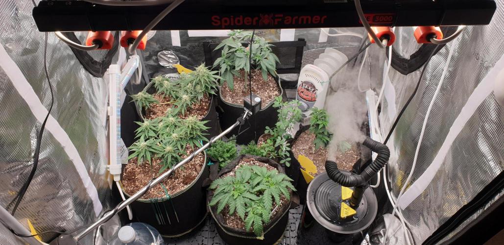 Some autos with photoperiod. Week 8