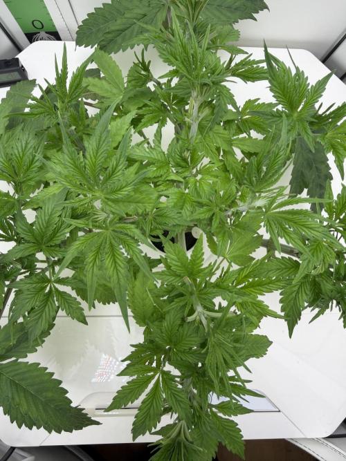 Vgrow DWC 35% THC | Frozen Black Cherry. Week 3 - Entlaubung 