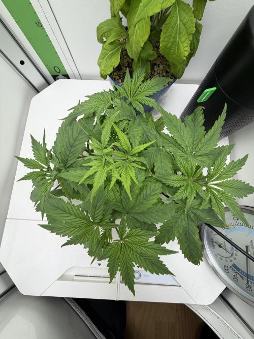 Vgrow DWC 35% THC | Frozen Black Cherry. Week 3