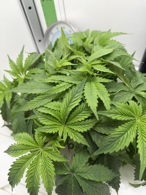 Vgrow DWC 35% THC | Frozen Black Cherry. Week 3