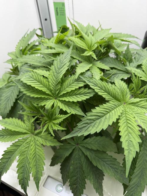 Vgrow DWC 35% THC | Frozen Black Cherry. Week 3