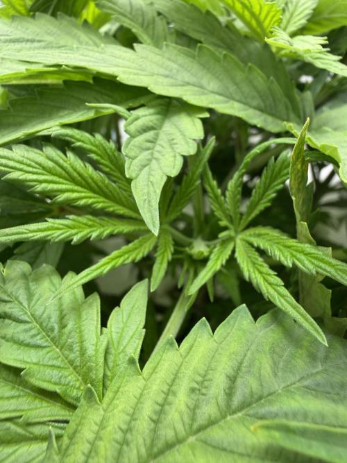 Vgrow DWC 35% THC | Frozen Black Cherry. Week 3