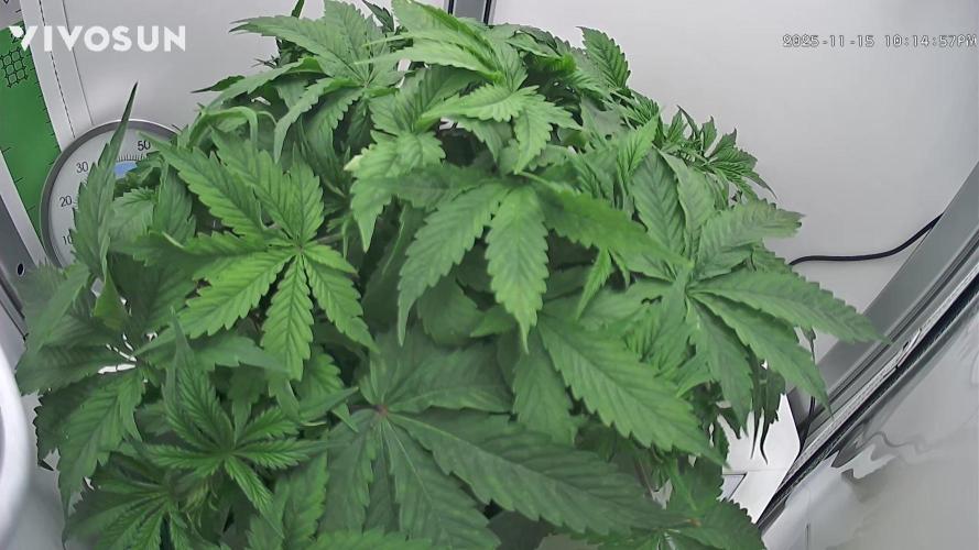 Vgrow DWC 35% THC | Frozen Black Cherry. Week 3