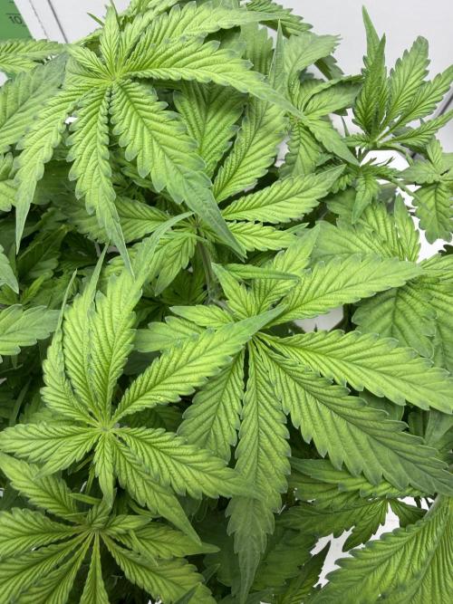 Vgrow DWC 35% THC | Frozen Black Cherry. Week 4