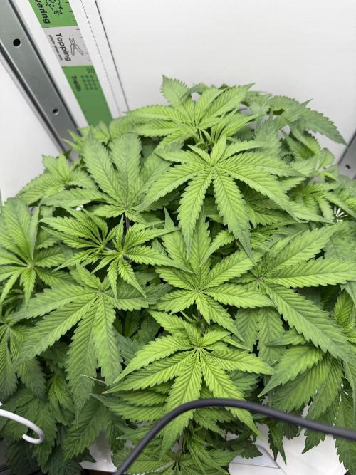 Vgrow DWC 35% THC | Frozen Black Cherry. Week 4