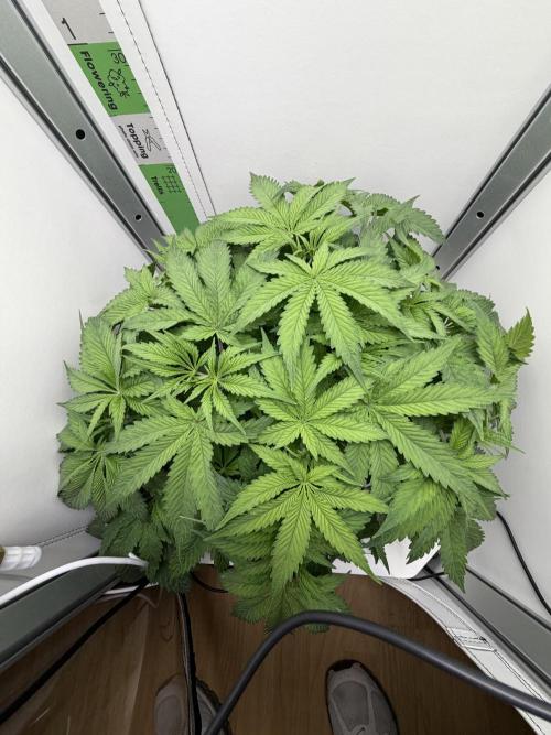 Vgrow DWC 35% THC | Frozen Black Cherry. Week 4