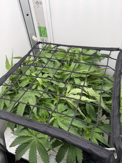 Vgrow DWC 35% THC | Frozen Black Cherry. Week 4