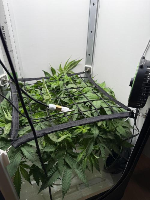 Vgrow DWC 35% THC | Frozen Black Cherry. Week 4