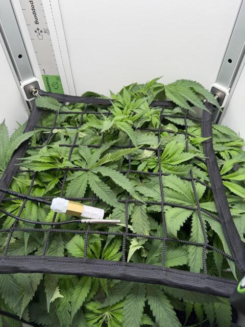 Vgrow DWC 35% THC | Frozen Black Cherry. Week 4