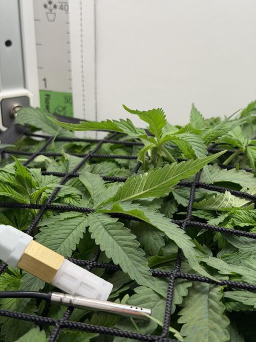 Vgrow DWC 35% THC | Frozen Black Cherry. Week 4