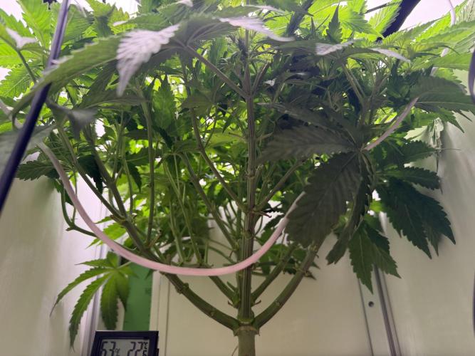 Vgrow DWC 35% THC | Frozen Black Cherry. Week 5