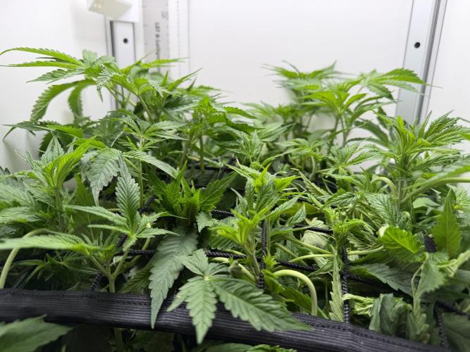 Vgrow DWC 35% THC | Frozen Black Cherry. Week 5