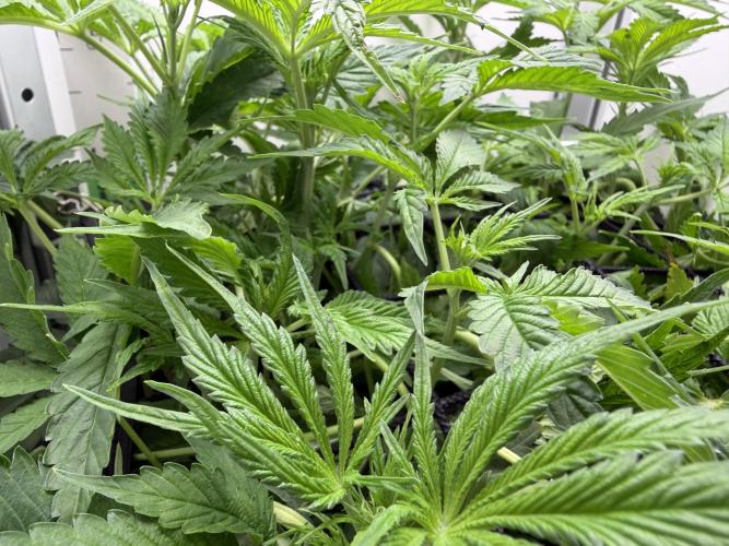 Vgrow DWC 35% THC | Frozen Black Cherry. Week 5