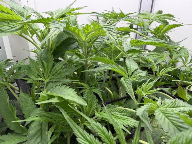 Vgrow DWC 35% THC | Frozen Black Cherry. Week 5