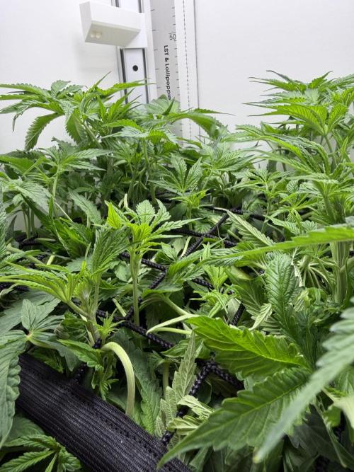 Vgrow DWC 35% THC | Frozen Black Cherry. Week 5