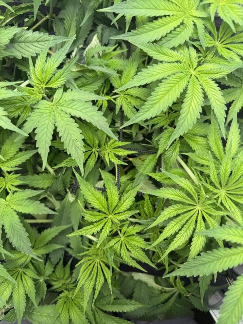 Vgrow DWC 35% THC | Frozen Black Cherry. Week 5