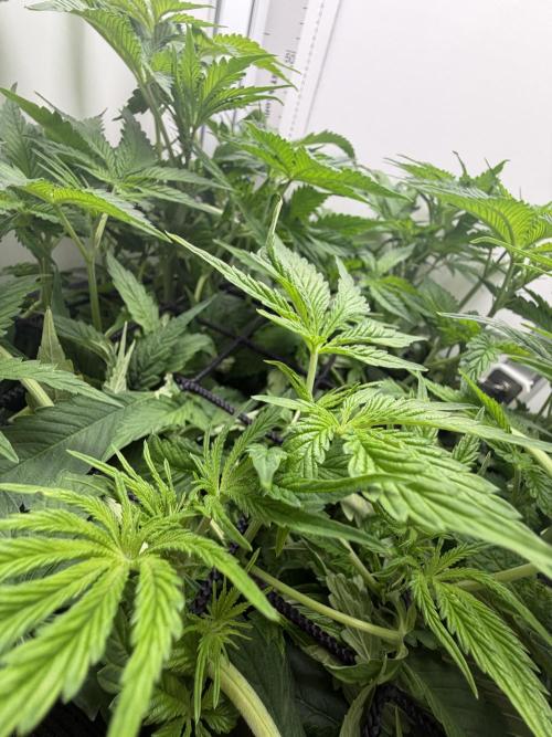 Vgrow DWC 35% THC | Frozen Black Cherry. Week 5