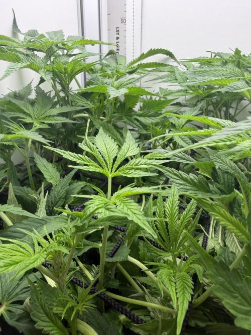 Vgrow DWC 35% THC | Frozen Black Cherry. Week 5