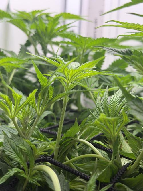 Vgrow DWC 35% THC | Frozen Black Cherry. Week 5