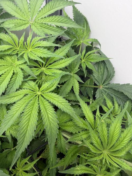 Vgrow DWC 35% THC | Frozen Black Cherry. Week 5