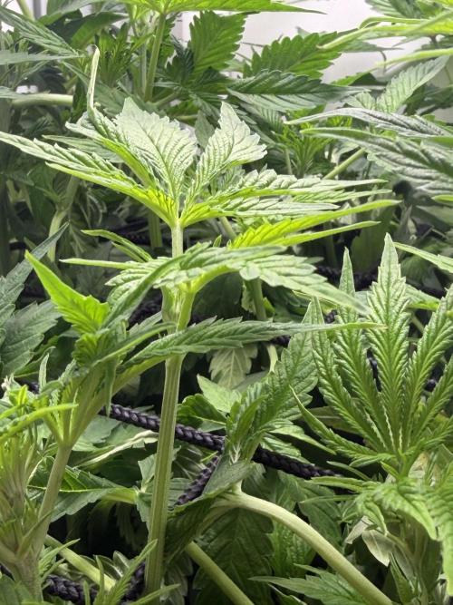 Vgrow DWC 35% THC | Frozen Black Cherry. Week 5