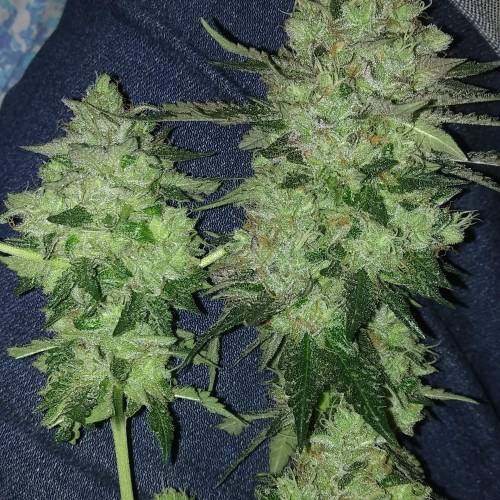 Zamnesia - Italian Gelato. Week 16