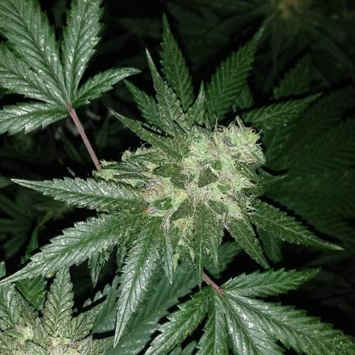 Zamnesia - Italian Gelato. Week 16