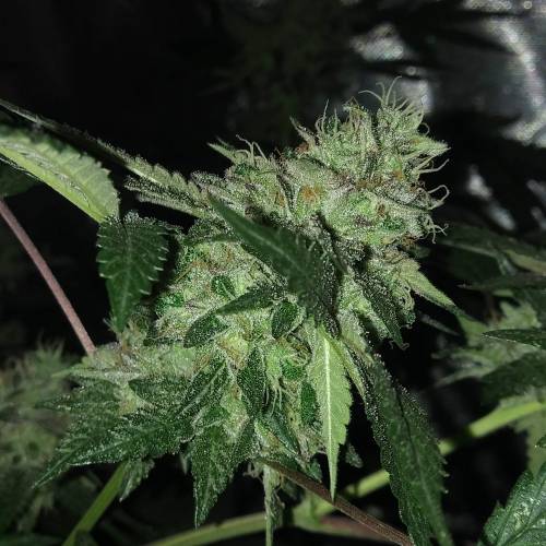 Zamnesia - Italian Gelato. Week 16