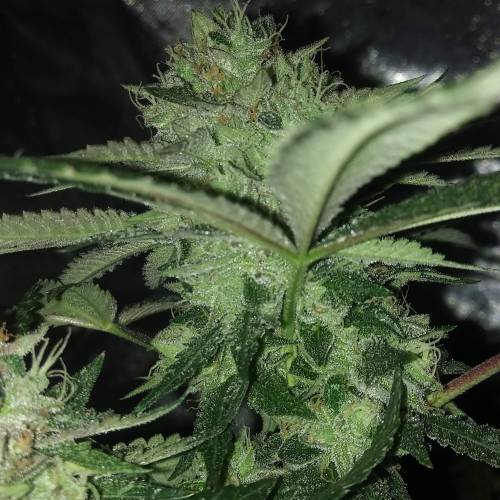 Zamnesia - Italian Gelato. Week 16