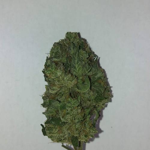 Zamnesia - Italian Gelato. Week 16