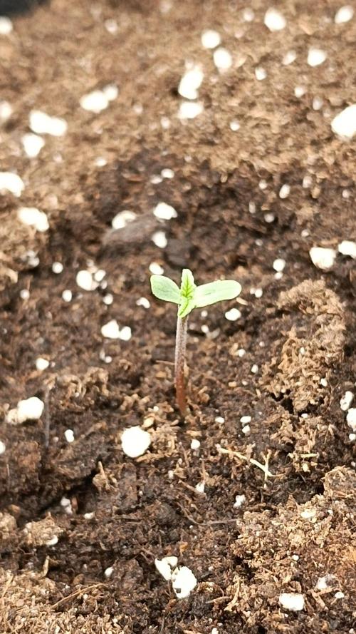First Grow. Week 0 - Day 4
Seed in the left pot
