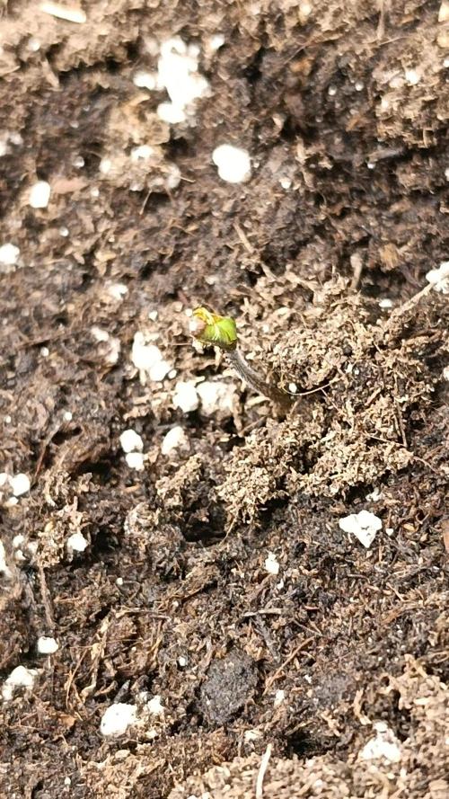 First Grow. Week 0 - Day 4 
Seed in the right Pot
Needed some Help with shell