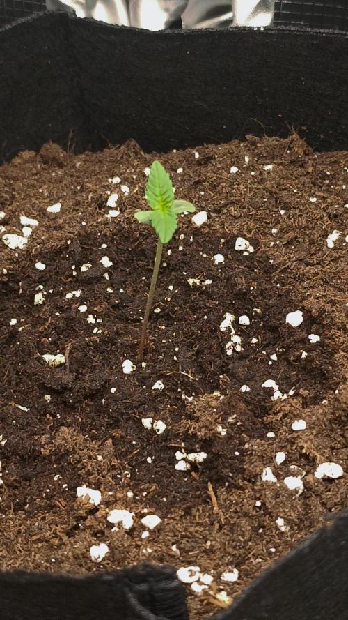 First Grow. Week 0 - Day 5 
Seed in the left pot