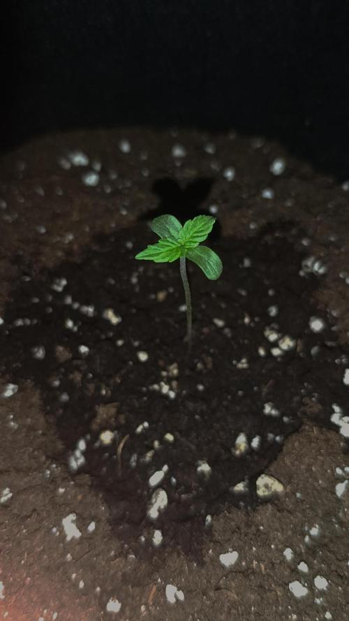 First Grow. Week 0 - Day 5
Seed in the right pot