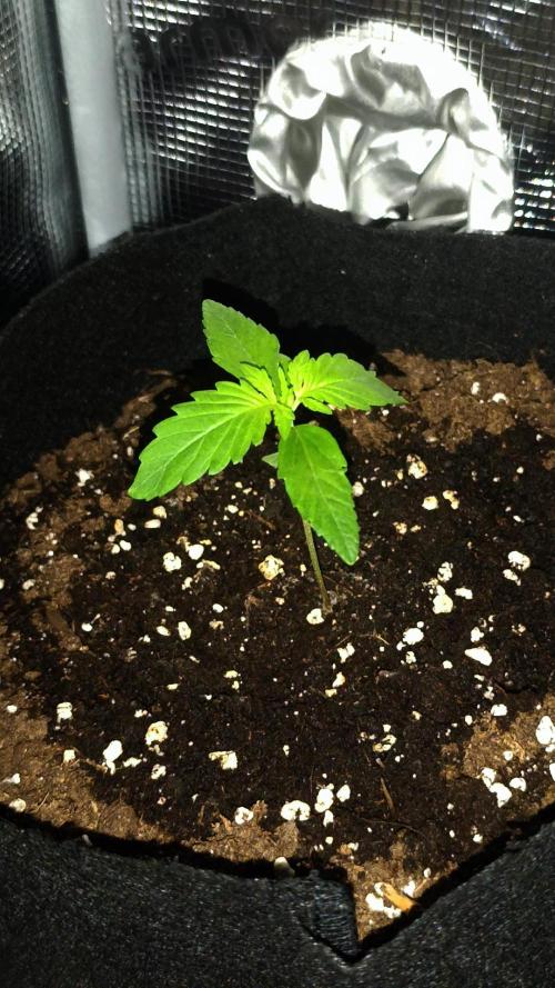 First Grow. Week 2 - Day 11 