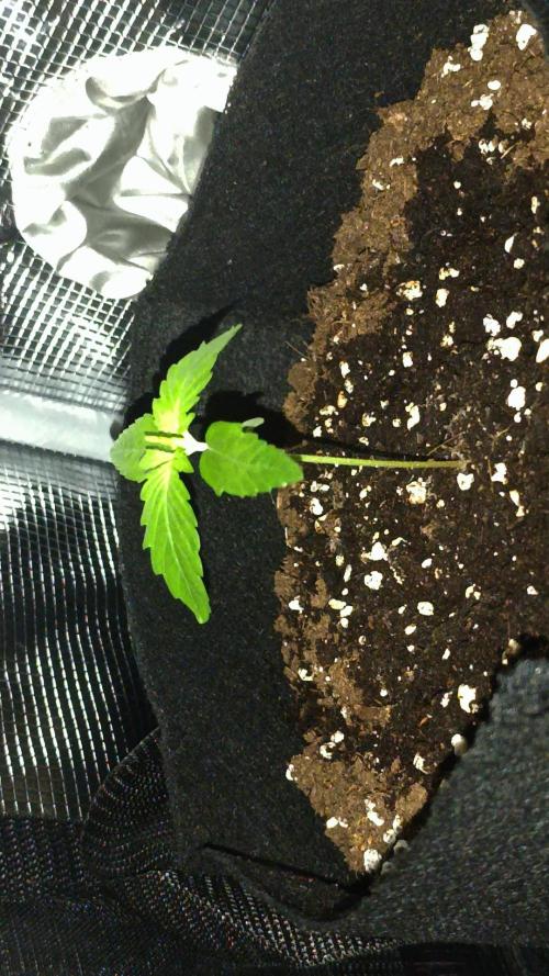 First Grow. Week 2 - Day 11