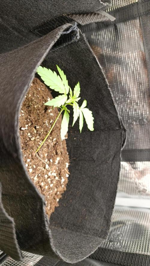 First Grow. Week 2 - Day 14
She grows kinda weird
