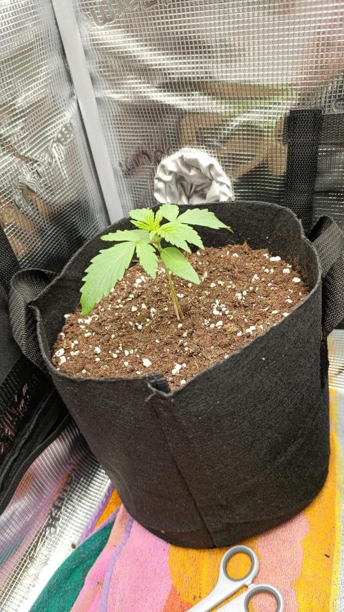 First Grow. Week 2 - Day 14
Leafes hanging a Bit
Because I dry Out soil
To fight the funugs gnats