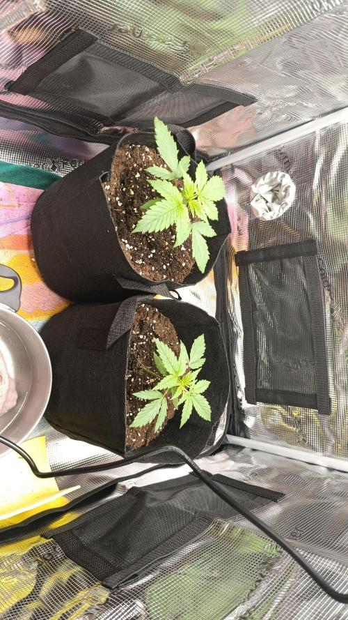 First Grow. Week 2 - Day 17 

Comparison