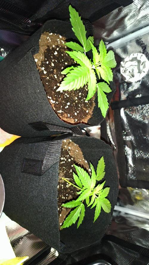 First Grow. Week 2 - Day 17