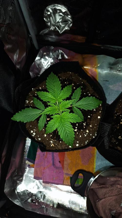 First Grow. Week 2 - Day 17
Left Plant
Better growth