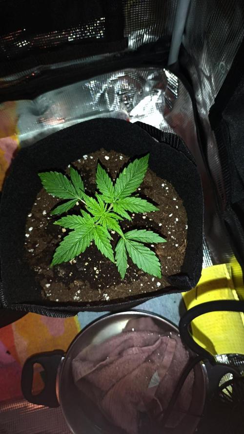 First Grow. Week 2 - Day 17
Right plant
Bad growth
Problematic?
