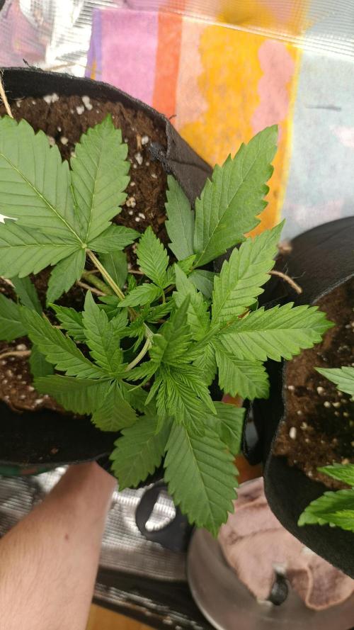 First Grow. Week 3 - Day 20