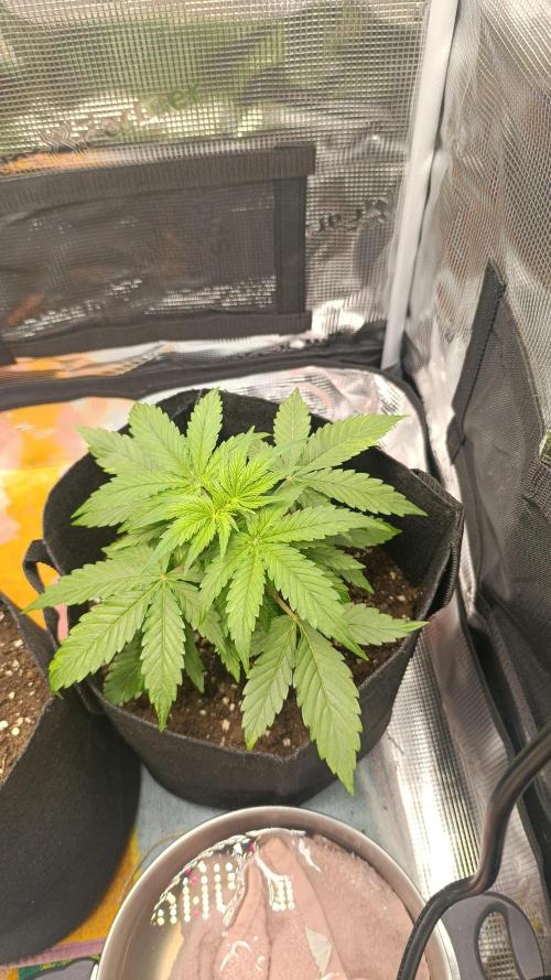 First Grow. Week 4 - Day 24 
Right plant
No LST or anything